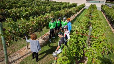 Bodega Pago de Larrainzar guided tour